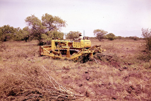 100 Year Caterpillar